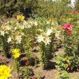 Schéma květinového záhonu - funkce plánování květinové zahrady pro letní chatu