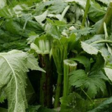 Pokuty pro borschevik sbírejte i přes pandemii