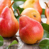 Řadit hrušky - seznam nejlepších odrůd hrušek s úplným popisem. Pomoc při výběru typu stromu pro přistání, výrazné funkce