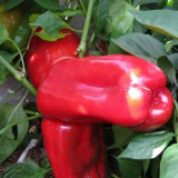 Odrůdy pepře - seznam nejlepších odrůd pepře s úplným popisem. Pomo...