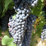 Hroznů ?: charakteristika brzy, pozdní, hroznové odrůdy. Rozlišovac...