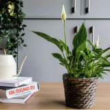 Spathiphyllum: domácí péče, odrůdy, transplantace