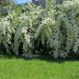 Spirea - okrasný keř na vašem webu!