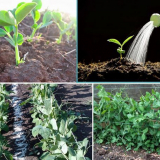 Data setí a pěstování hrachu v 2022: pěstování a péče