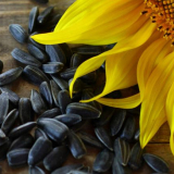 Výsev a výsadba slunečnicových termínů v roce 2022: kompletní péče...