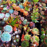 Sukulenty (50 fotek): nádherné rostliny zvyklé na sucho