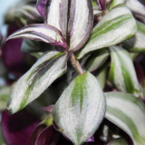 Tradescantia: pravidla pro výsadbu a pěstování na zahradě, výhody rostliny. Vlastnosti podmínek zadržení, způsoby reprodukce, prořezávání a zalévání