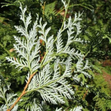 Thuja - popis a odrůdy túje. Vlastnosti rozmnožování a opylování. Foto a video návod na pěstování a péči o túje na zahradě od zahradníků