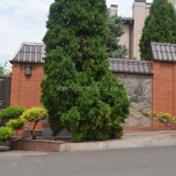 Thuja western - péče a pěstování stromu na zahradě