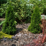 Hnojivo pro květiny na zahradě - druhy zálivek pro zlepšení kvetení