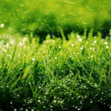 Péče o trávník - praktické metody aplikací a metody pro registraci s pomocí trávníku (115 fotek a popis videa)