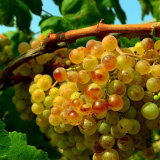 Péče o hrozny v roce 2022 v měsících: kalendář, jak se starat