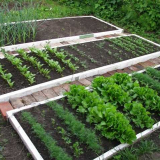 Inteligentní zeleninová zahrada nebo lůžka pro líné letní domy: dom...