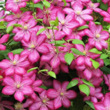 Úspěšné pěstování plamének na chladné sibiři