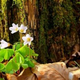 V tyumen, třešeň, jahodové a lesní květiny kvetou