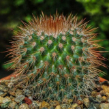 Druhy kaktusu ? : top 140 fotografií populárních odrůd, charakteristické funkce. Pokyny pro péči o kaktii