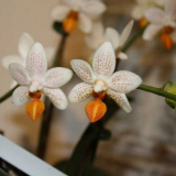 Druhy orchidejí - charakteristika odrůd s podrobným popisem. Charak...