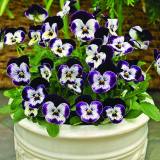 Viola: popis, pěstování ze semen, druhy a odrůdy