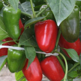 Pěstování bulharského papriky v otevřené půdě a skleníku v roce 2022
