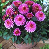 Pěstování jiřin v květináčích: tipy od zkušených pěstitelů květin...