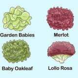 Pěstování listového salátu doma (na parapetu)