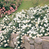 Pěstování půdních růží: zlatá pravidla pro začátečníky