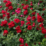 Fascinující růže sympatie s obrovskými květy shromážděnými v hroznech