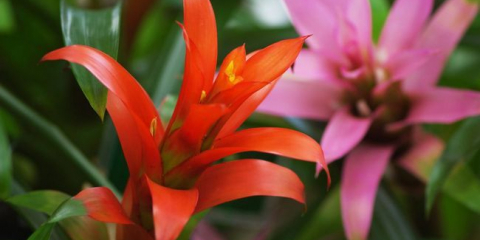 75+ Fotky huszani - péče a transplantace doma