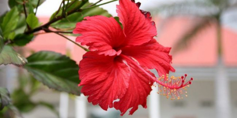 Fotky z ibišky 80+: exotický domácí hezký muž