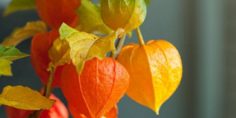 (90+ Fotografií) plivy - pěstování a kompetentní péče