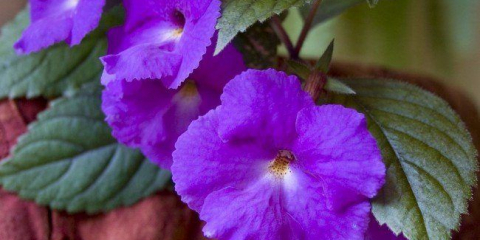 Achimenes (48 fotek): typy a pravidla péče