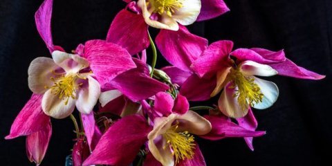 Akvilia v zahradě design: přistání, péče a pěstování trvalka