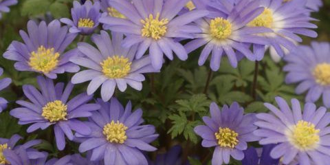 Anemone blanda - okouzlující primrose pro jarní zahrada