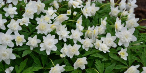 Sasanka dubová - jemná a křehká kráska se sněhově bílými květy