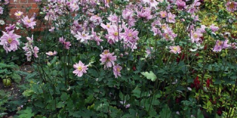 Hybrid anemone - kouzelný a nádherný dárek podzimu