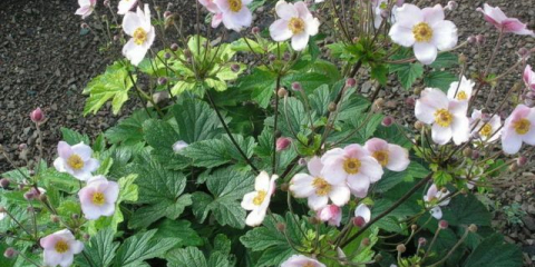 Japonská sasanka - jemná podzimní krása, která není hrozné mráz