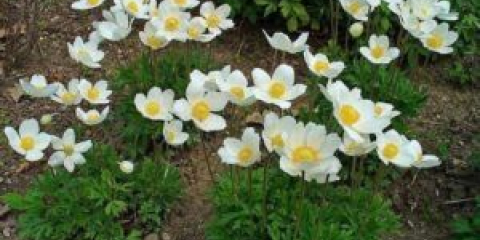 Anton multi-rok - přistání a rostoucí květina v zahradě