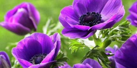 Sasanka (sasanka): výsadba, zalévání, vrchní oblékání. Tajemství péče během kvetení + nejlepší fotky a video recenze o pěstování