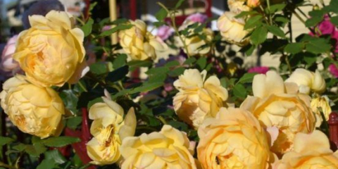 Anglická růže zlatá oslava (golden celebration): popis, foto