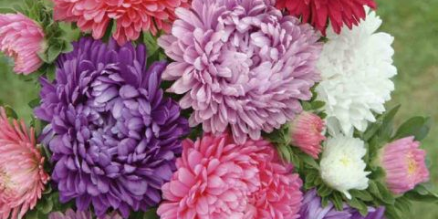 Astra milady s luxusními froté květenstvími: výsadba a péče