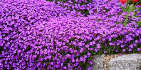 Aubrecia (trvalé holení): popis, výsadba a péče, fotografie květin