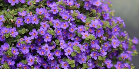 Buckop: pěstování ze semen a všeho, co potřebujete vědět o jeho odrůdách a péči