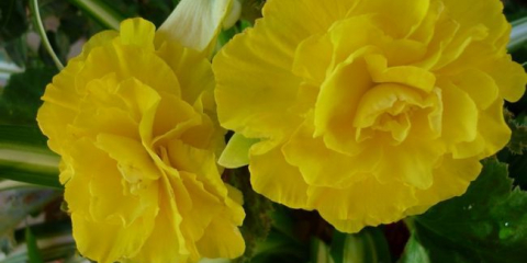 Hlíznatá begonie - výsadba a péče v zahradě