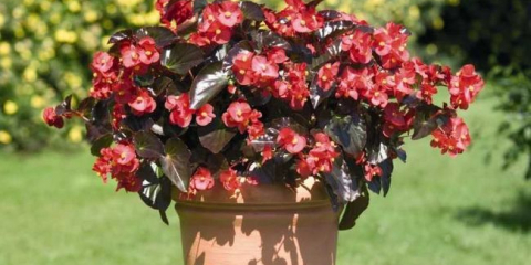 Begonia: top 150 flower fotky. Pokyny pro přistání, péči a pěstování doma. Doporučení zahradníků z a po z
