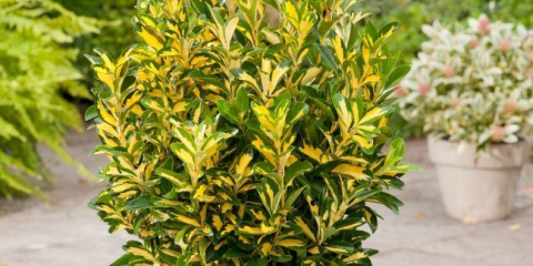 Euonymus: fotografická recenze různých odrůd a tipy pro uspořádání krajinného designu