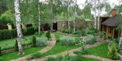 Bříza na zahradě v zahradě - klady a nevýhody