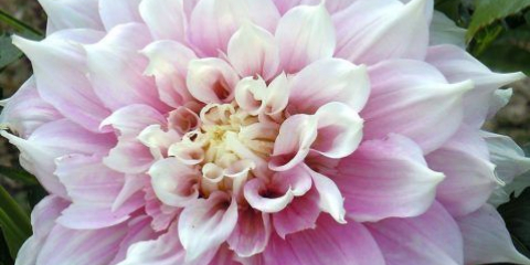 Bezchybná dokonalost jiřiny s obrovskými květy neuvěřitelné krásy