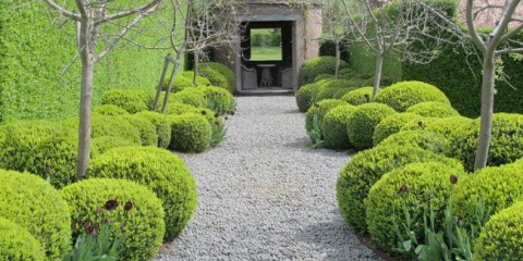 Birchika obyčejná: přistání, chovatelské metody a snadná pravidla údržby