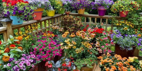 Příznivé dny pro sázení květin v roce 2022