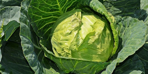 Příznivé dny pro setí zelí v roce 2022